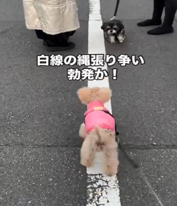 見つめ合う2匹の犬