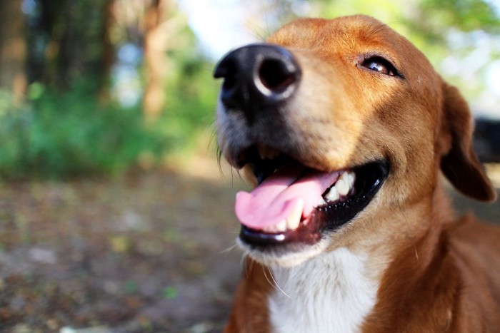 幸せそうな表情の犬