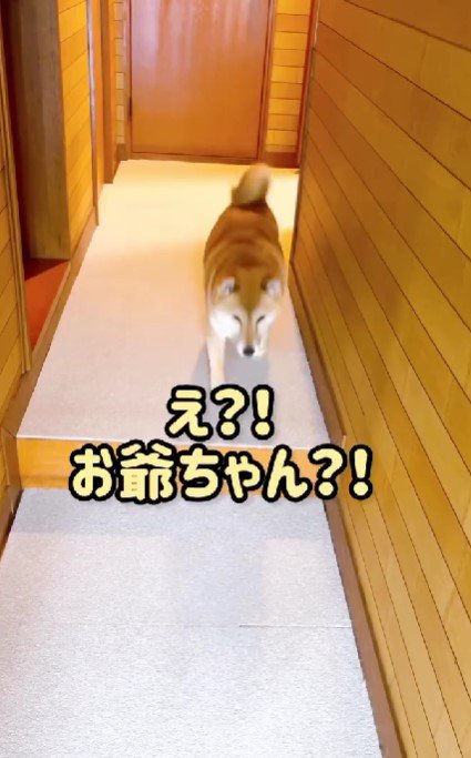 おじいちゃんが遊びに来た！