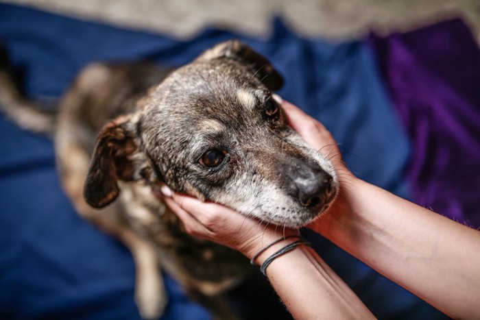 心配するように飼い主の手で顔を包まれているシニア犬