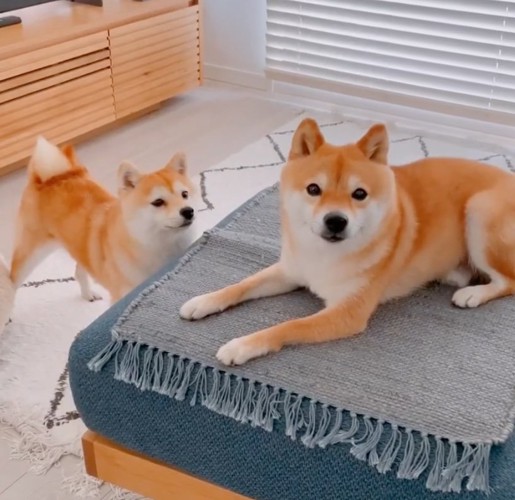 2匹の柴犬