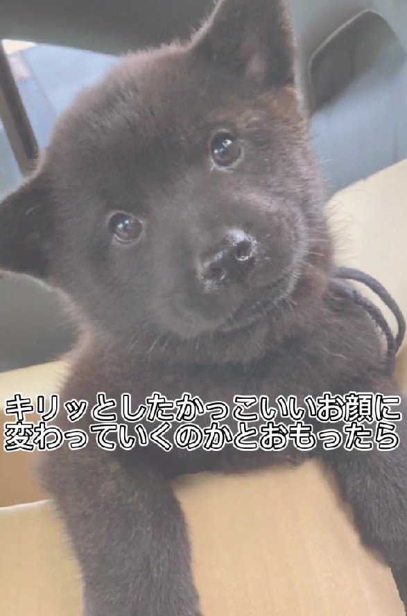 まだあどけないけれど…