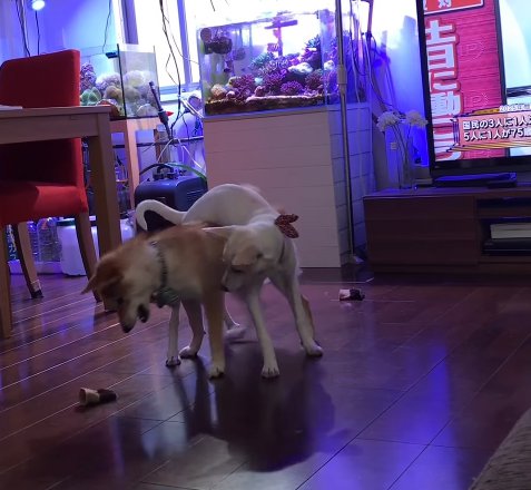 脚カバーを取り合う姉妹犬