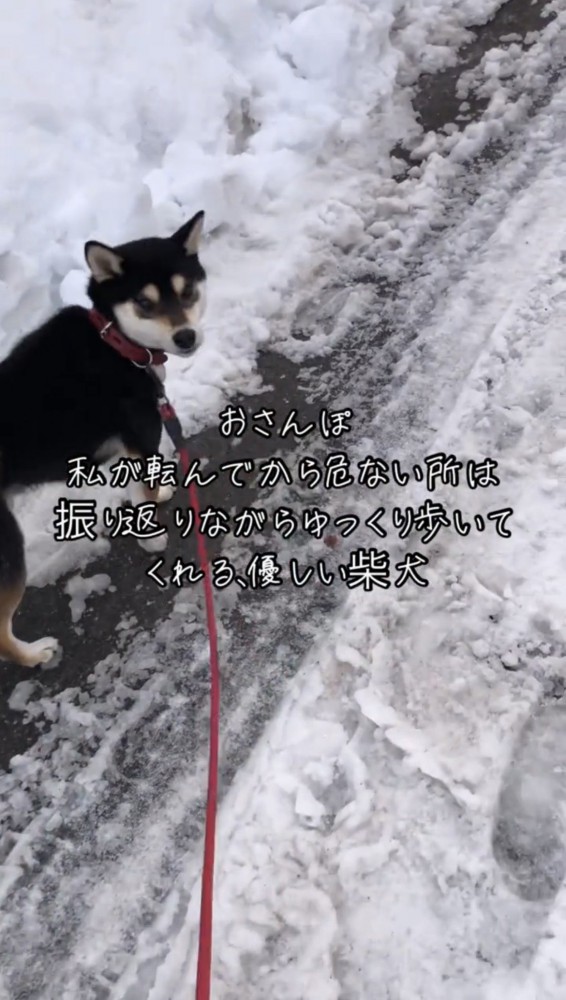 優しい表情でこちらを見る犬