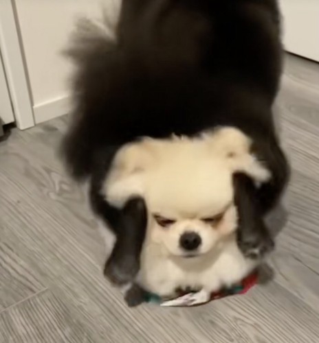 お顔がぎゅむ!