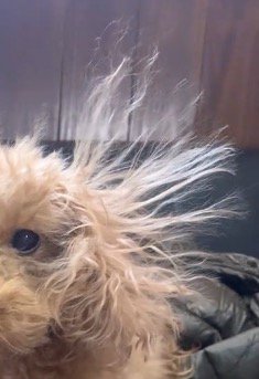 静電気で立ち上がった、犬の耳の毛