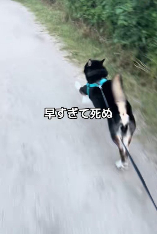 お散歩中にダッシュするくろまめ君