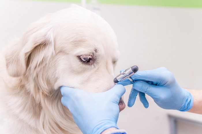 鼻を検査される犬