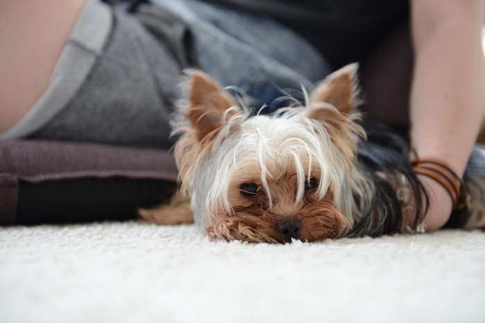 人のそばでふせをする犬