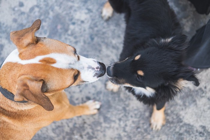 正面で向き合う犬