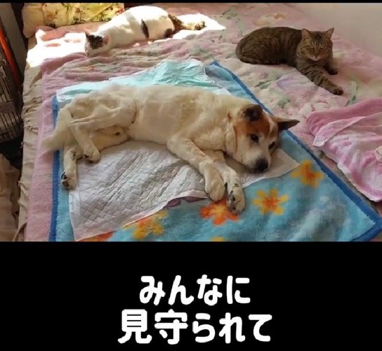 寝るときも一人じゃない