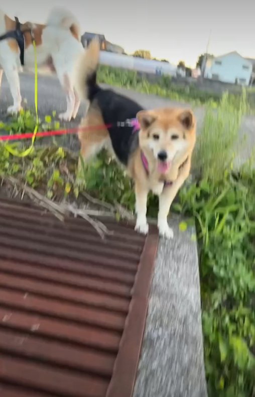 見つめる犬