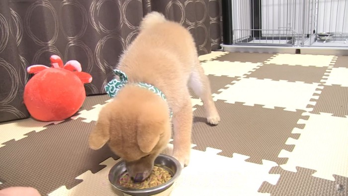 ご飯を食べる犬