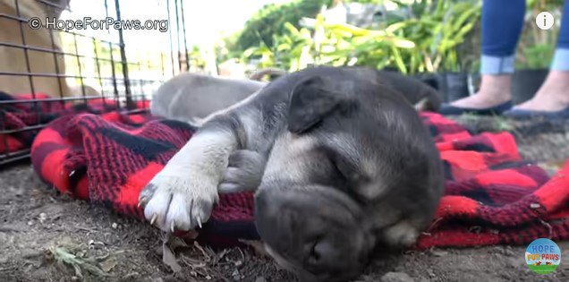 寝落ちした子犬