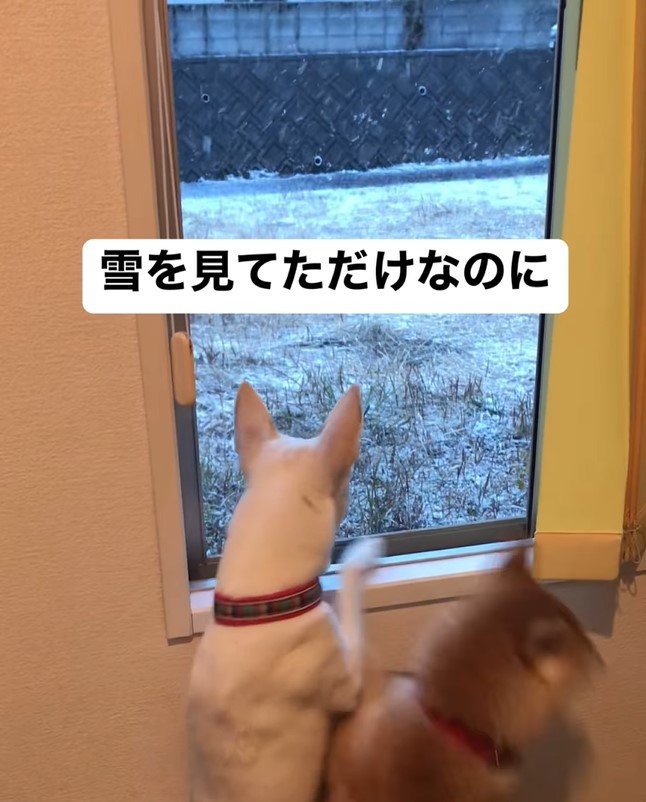 ハルちゃんが雪を見ていたら…6