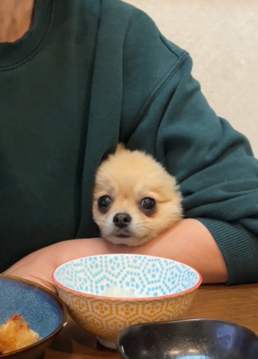 カメラ目線の犬2
