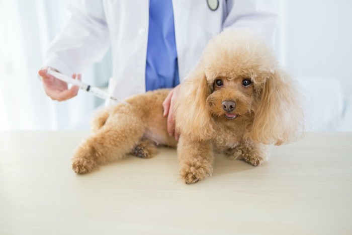 病院で注射を打たれる犬