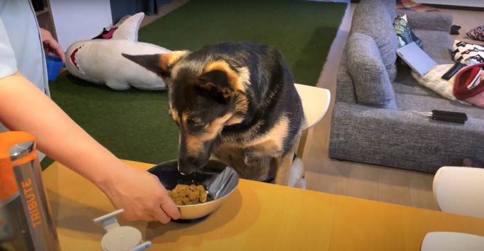 椅子に座ってご飯の入ったお皿を見つめる犬