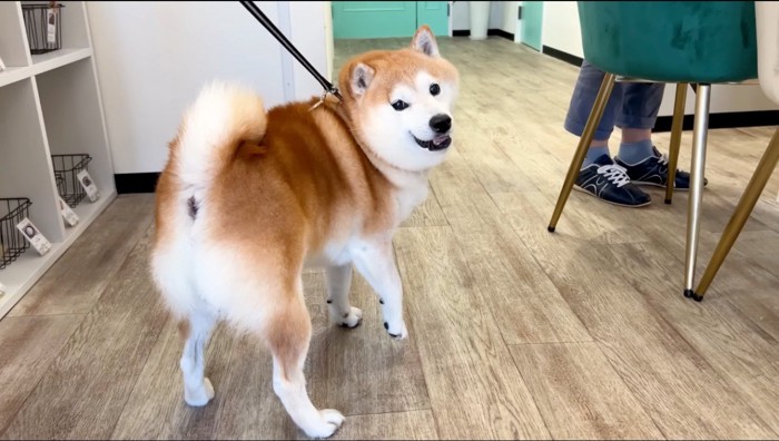 飼い主の方を振り返る犬