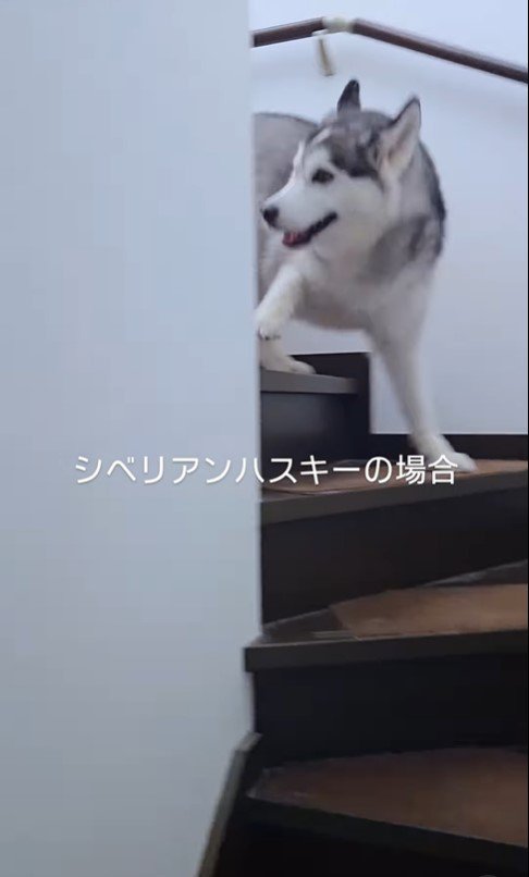 クーちゃんとルナちゃんの反応8