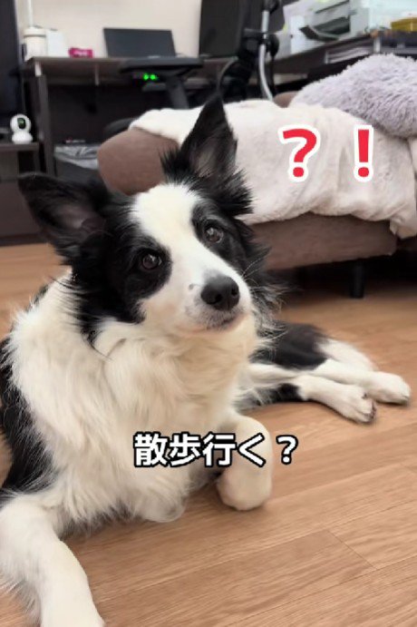 「お散歩行く人~?」