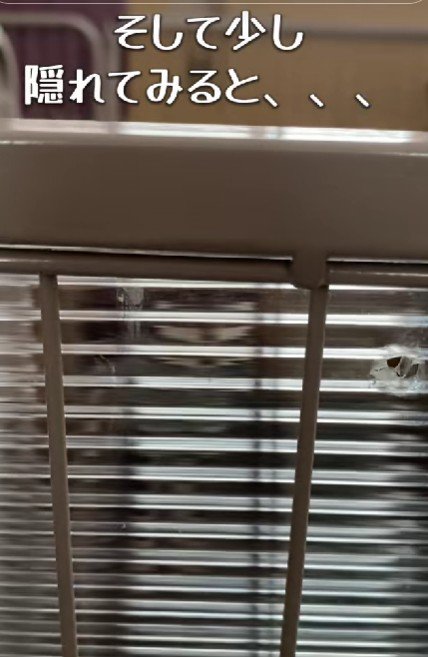 隠れてみると…