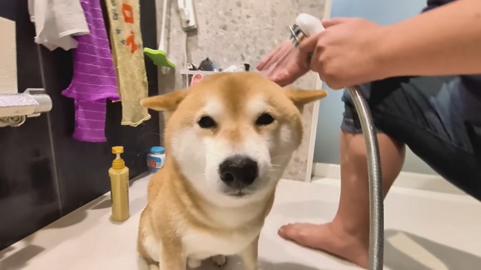 シャンプーをするスティーブくん5