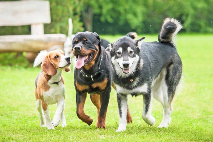 並んでいる3頭の犬