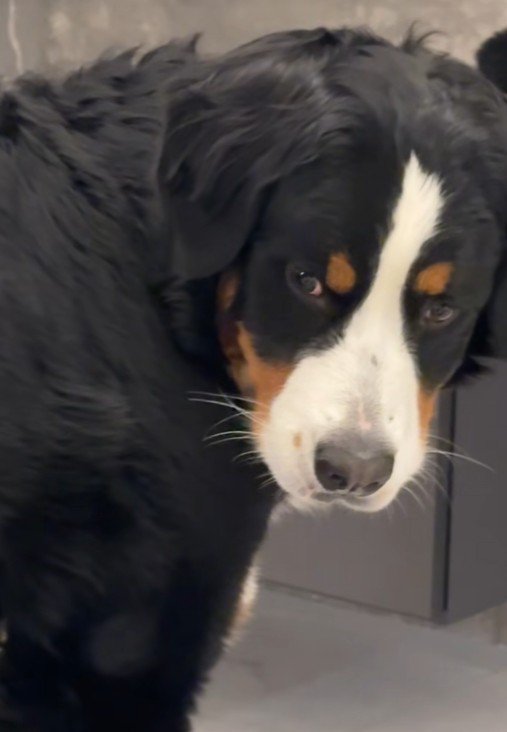 「なんなんこいつ…」