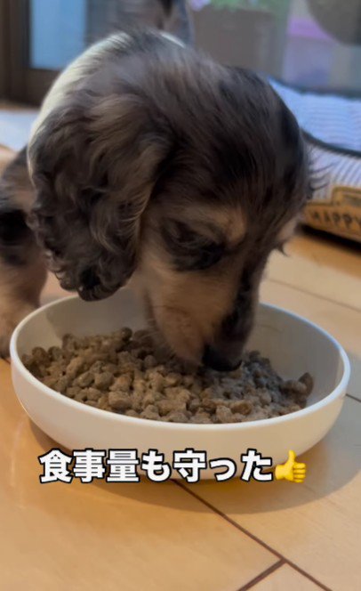 名前はラテちゃん♡
