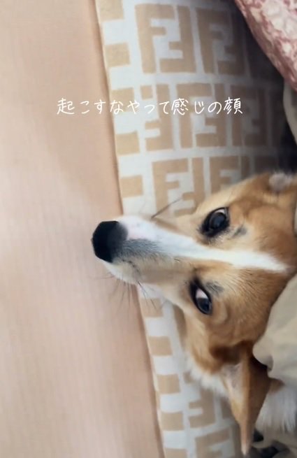 不満げなラムちゃん