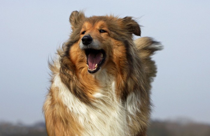 口を開けている犬