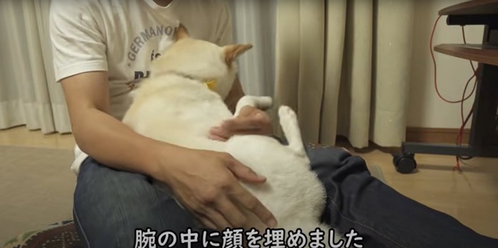 抱っこされる柴犬