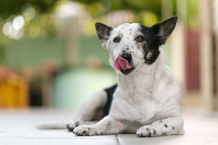 伏せた姿勢で舌を出している雑種犬