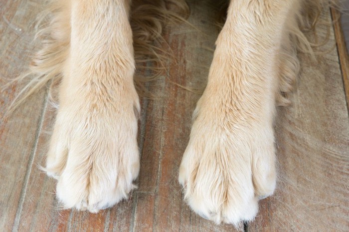 長毛な犬の両手のアップ