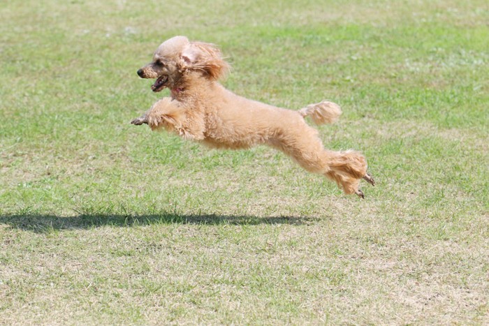 走る犬