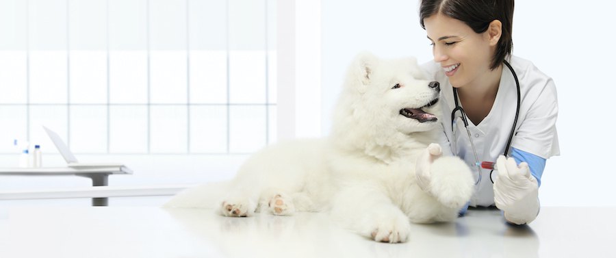 笑顔で見つめ合う女性の獣医師と犬