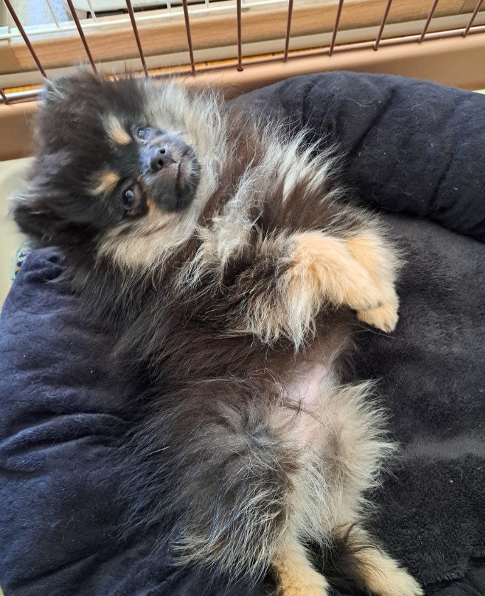 妹犬・るるちゃん