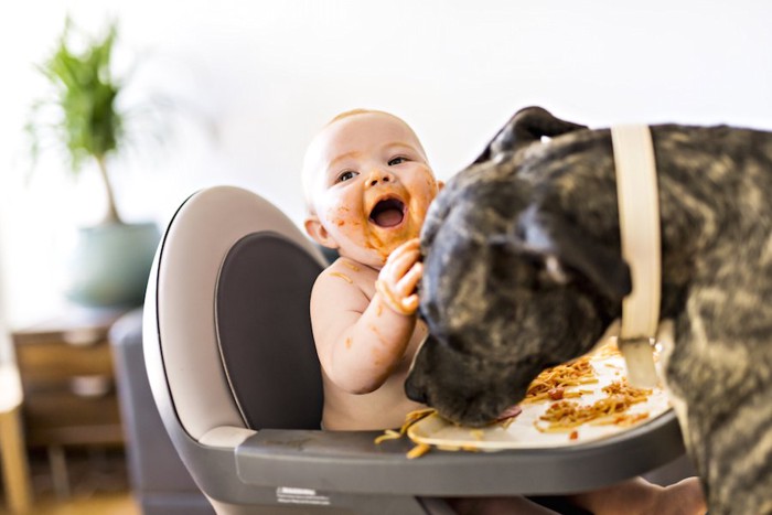 子供のご飯をつまみ食いする犬