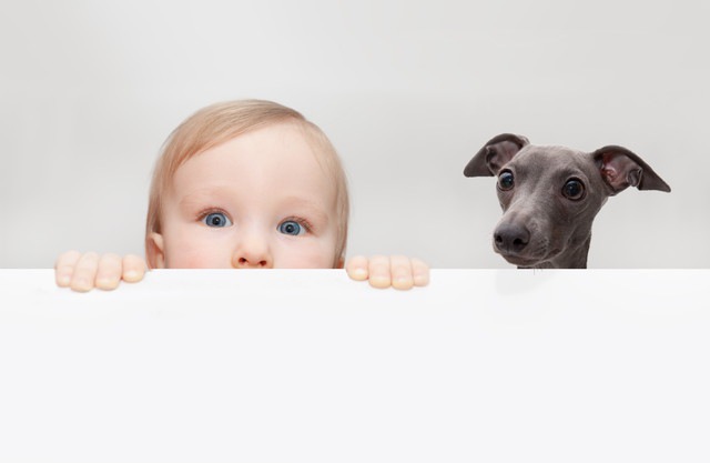 顔をのぞかせる赤ちゃんと犬