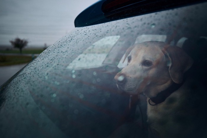 車の中にいる犬