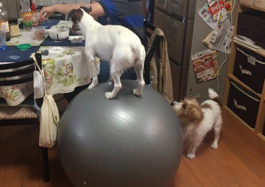 いつまでも乗っていられるよ♪