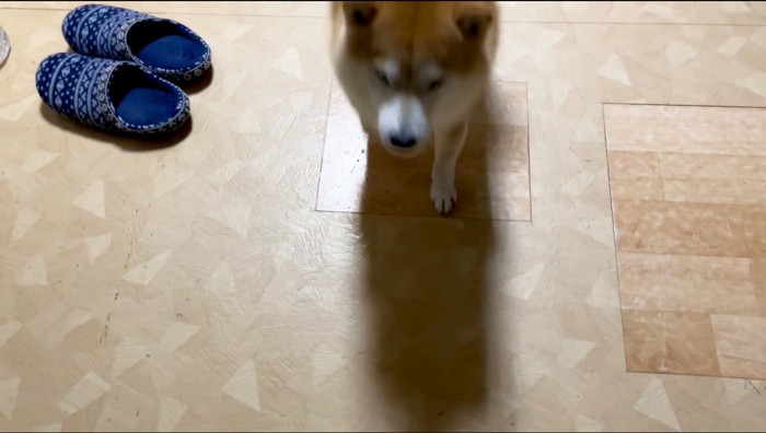 家族のあとを追って、部屋の中を移動する犬