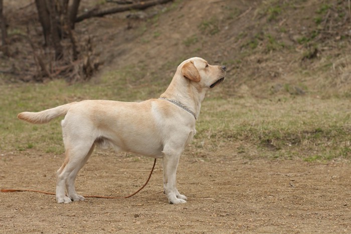 立っている犬