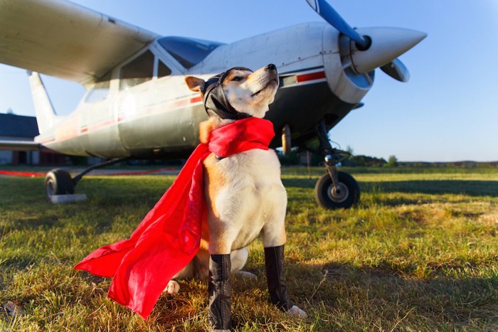 プロペラ機とマントを付けた秋田犬