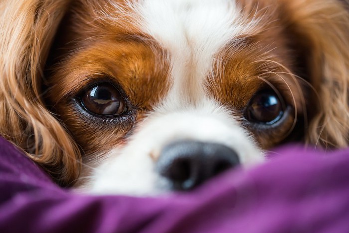 潤んだ瞳で見つめる犬