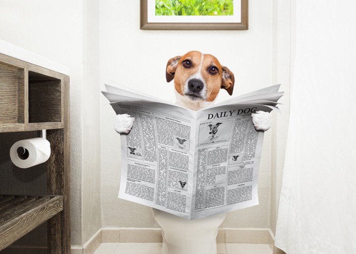 トイレで新聞を読む犬