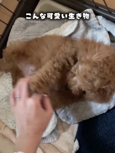 お腹を見せて甘える子犬