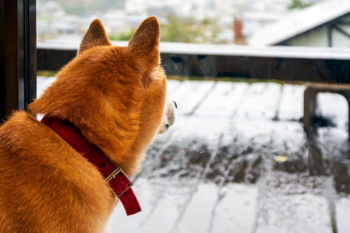 ベランダで雨を見つめる犬