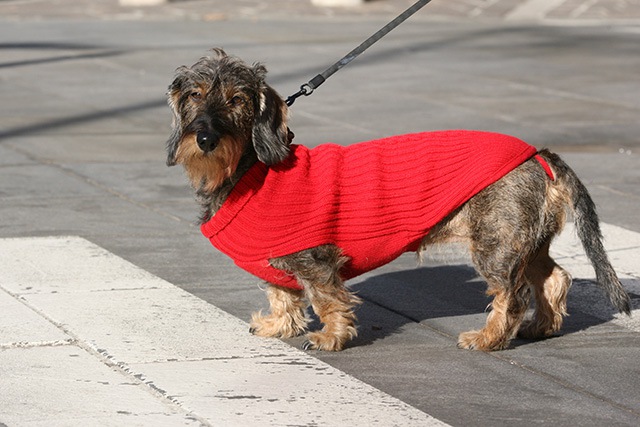 横断歩道を渡る犬